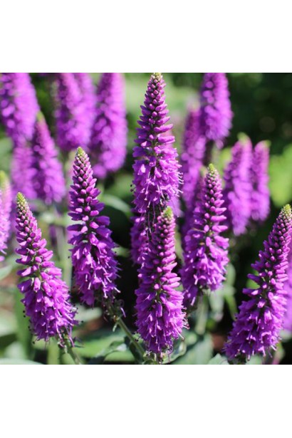 Вероніка Фірст Матч з лілово-пурпуровими квітами 